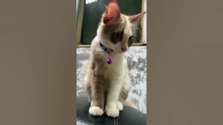 Video 11896321: cats kittens scottishfold cutecat, scottishfold catlover cutecat, scottishfold funny cutecat kitten, scottishfold cat kitten cute