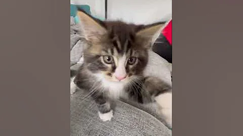 Video 1842921: fluffy maine coon cat, coon kitten