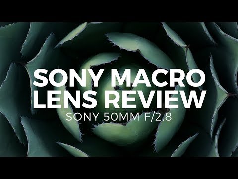 Sony 50mm f/2.8 Review - The Best Sony Macro Lens On a Budget