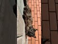 #cat #lifeisbutadream #cute #home #kitten #animals #funnycats