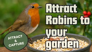 How to Attract Robins to Your Garden Feeder: A Complete Guide for Nature Enthusiasts