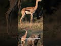 Gerenuk 🦌🍃 #wildlife #animals #facts #nature