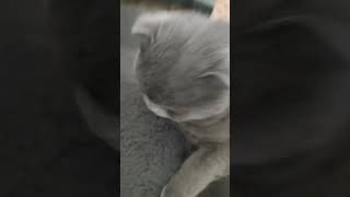 Follow Me On My Tiktok Acc Its My Name But Without Ytacc