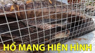 Hổ Mang Ẩn Nấp Hiện Hình  Võ Minh Phụng Bẫy Rắn