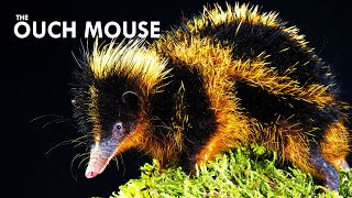 You Dont Want To Touch A Tenrec