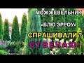 🌲Можжевельник скальный «Блю Эрроу»❓ВОПРОС-ОТВЕТ✅ Посадка/Уход/Укрытие на зиму/Почва/