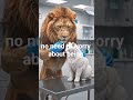 funny cats