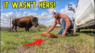 Unusual Situation Found in Our Pasture! Unsolved! by Cross Timbers Bison 110,838 views 3 weeks ago 15 minutes