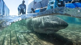 SCIENCE BRIEF: FIELD ECOLOGY