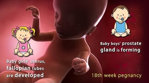 18 Weeks Pregnant: What Does Every Woman Need To Understand
