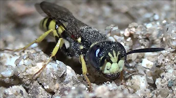 ¿Qué es una avispa lobo?