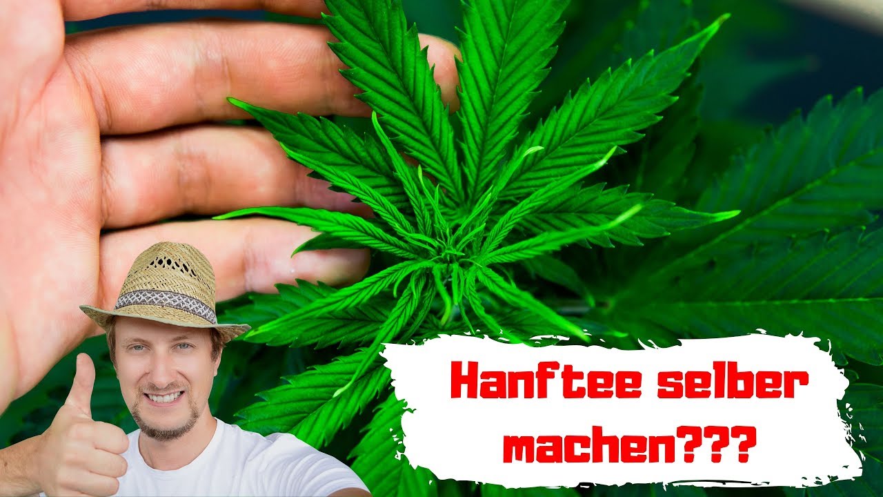 Hanftee selber machen frisch vom Balkon Garten 🤔