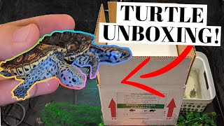 *LIVE* Diamondback Terrapin Turtle UNBOXING!!!