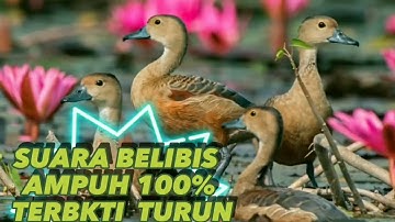 SUARA PIKAT ASLI BURUNG BELIBIS AMPUH 100% TERBUKTI TURUN #suaraburung #belibis