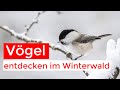 Waldvögel im Schnee | Meisen, Finken, Drosseln und mehr