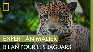 Bilan de santé pour les jaguars de cette réserve au Costa Rica | MICHELLE OU LA VIE SAUVAGE