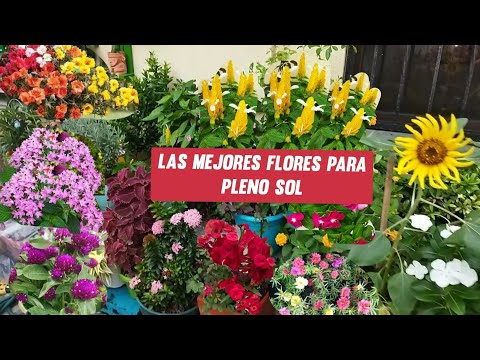Video: Tropic Gardens - Jardinería en un clima tropical