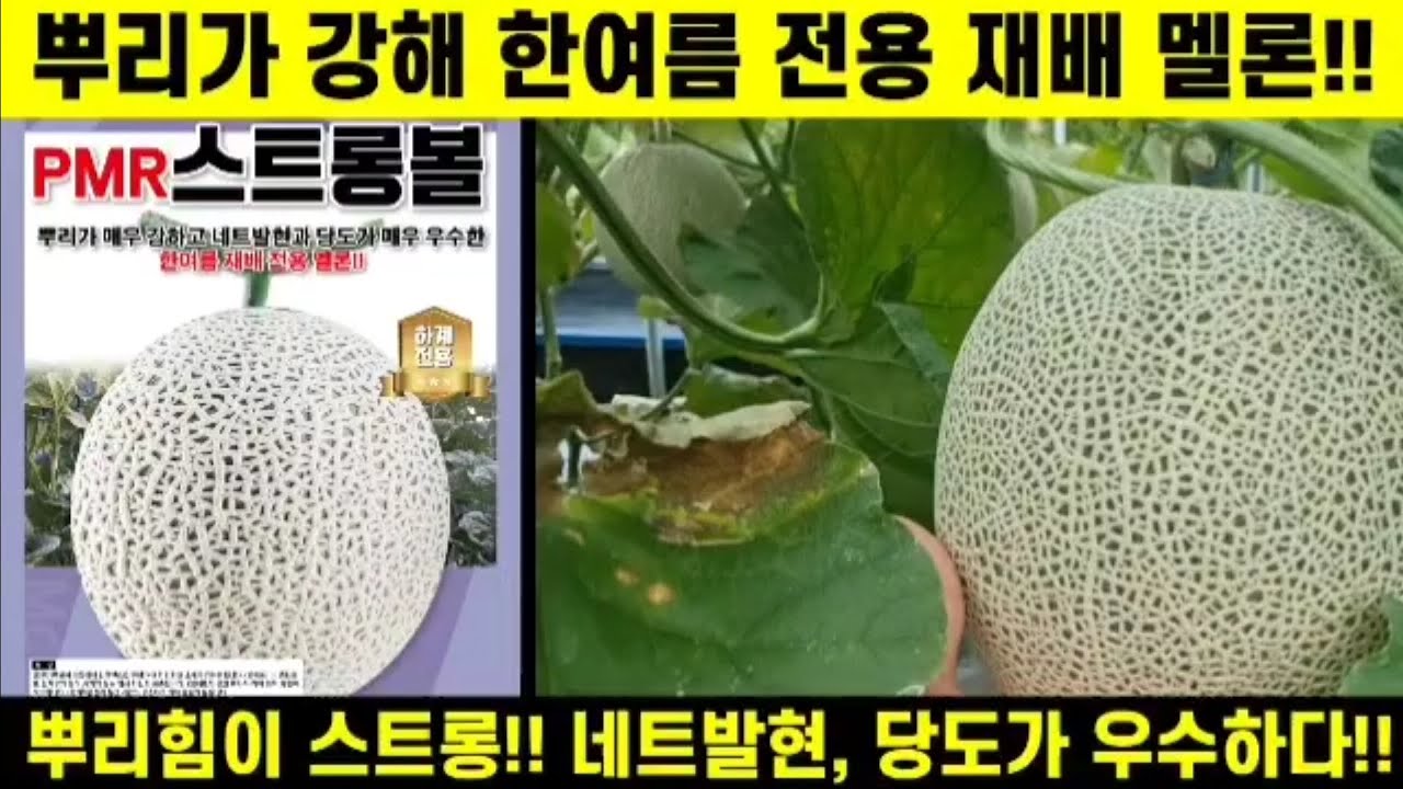 [스트롱볼멜론] 26년 추석멜론 강력추천!! 고온기 뿌리가 강해 스트롱볼멜론!! 올해도 멜론 성공농사 되세요!!(경북 구미 도개면 김병익님) #멜론 #네트 #스트롱볼 #생농