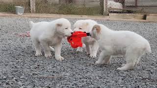 Щенки Алабая среднеазиатская овчарка funny аlabai puppies Щенки Алабая среднеазиатская овчарка funny аlabai puppies
