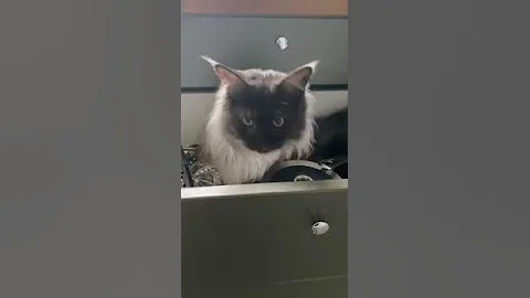 Watch the video about Maine Coon kitten exploring kitchen drawers! #cat