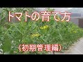 19/5/6　トマトを沢山収穫する方法と芽かき作業のやり方＃669