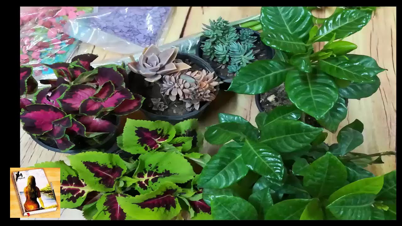 هل النبات محتاج تسميد/متى نضيف السماد/وشرح لبعض انواع الاسمده الهامه للنبات