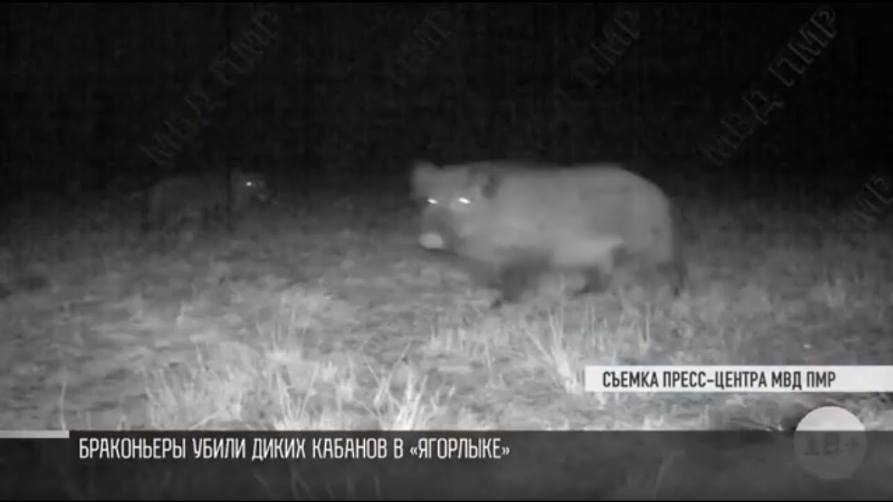 Браконьеры убили кабанов в заповеднике «Ягорлык» - YouTube