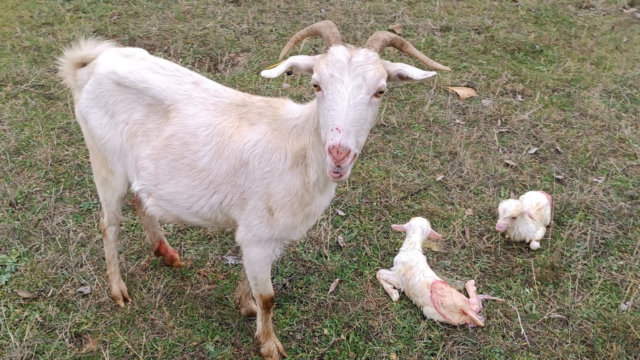 🐐✨ ¡Parto de Cabras! Conoce a Todas las Cabritas Recién Nacidas