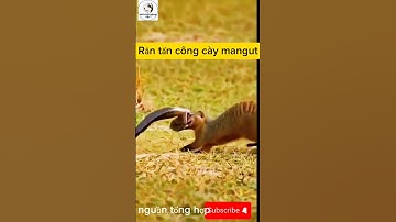 Rắn cắn đầu cầy mangut, ai mới là kẻ sống sót?#càymangut #rắn #độngvậthoangdã #cuộchiếnsinhtử