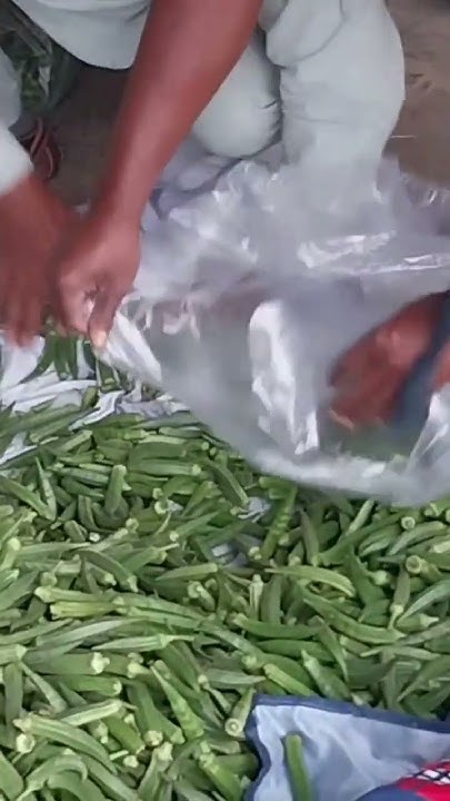 Bhindi Sabji Mandi Price Today Fruit Mandi Faridkot YouTube bhindi-sabji-mandi-price-today-fruit-mandi-faridkot-youtube