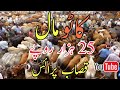 25k main katoo mall malir mandi  cow cattle market malir karachi