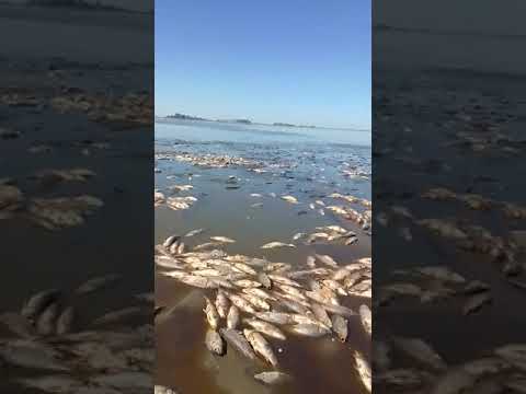 #Balneario 😱de #Villa HOY   Cañas se murio😔 todo el pescado x falta de lluvia !