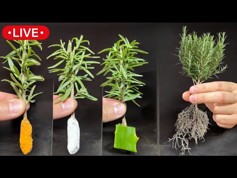 🔴 Multiplicar ROMERO y LAVANDA - Esquejes, Cultivo en Maceta