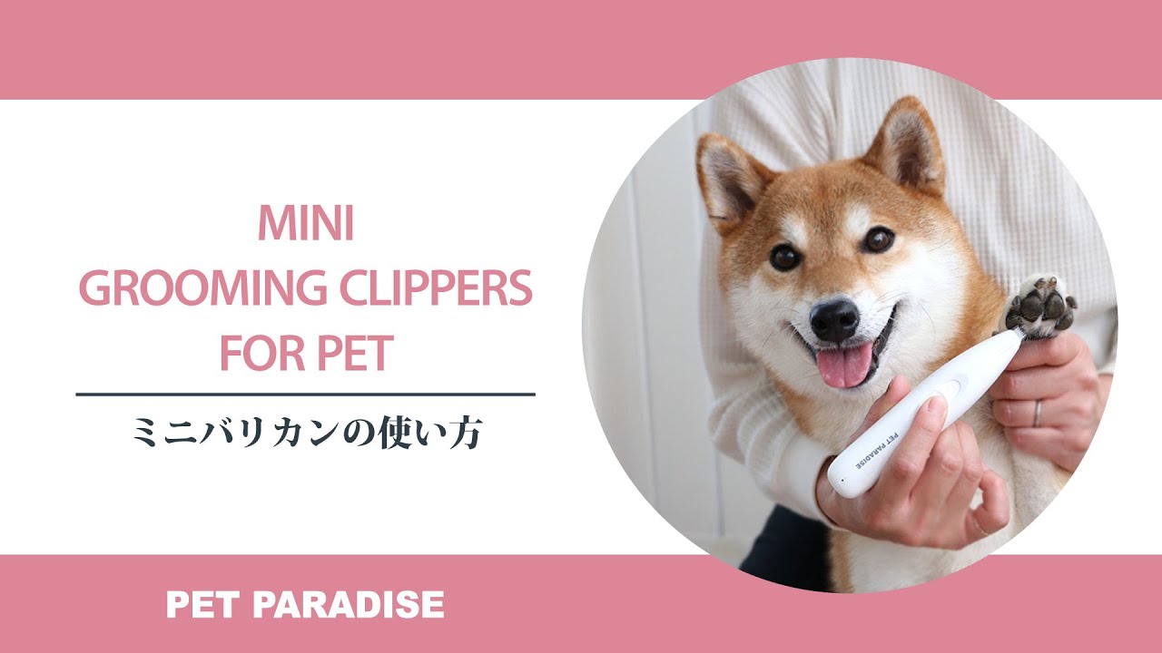 PET PARADISE】ミニバリカン - YouTube