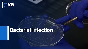 Bacterial Infection and Immune Defense Phenotypes in Fruit Fly | Protocol Preview