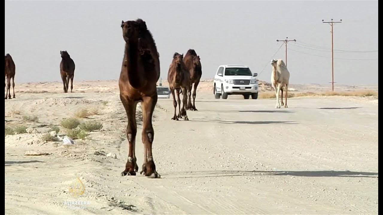 السعودية تطرد آلاف الإبل والأغنام القطرية
