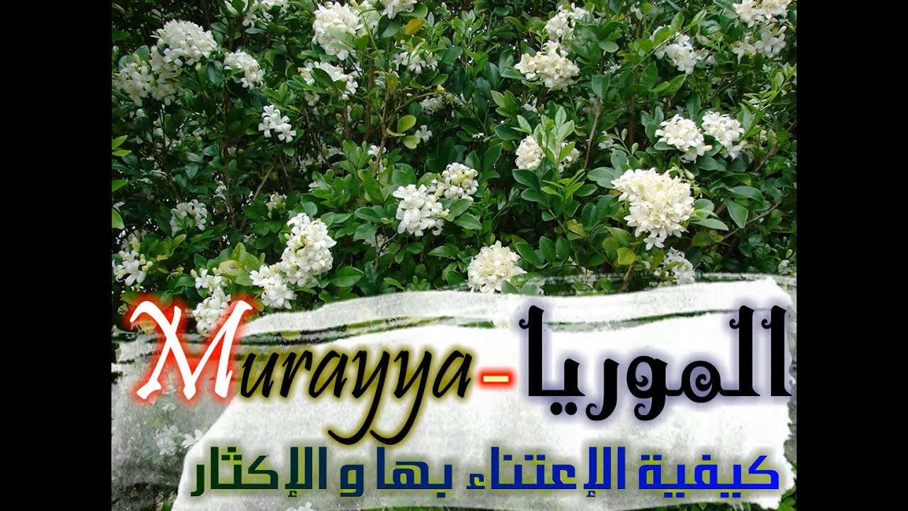 Murayya - الموريا - كيفية الإعتناء بها و كيفية الإكثار