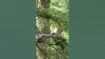 Сова кормит птенца