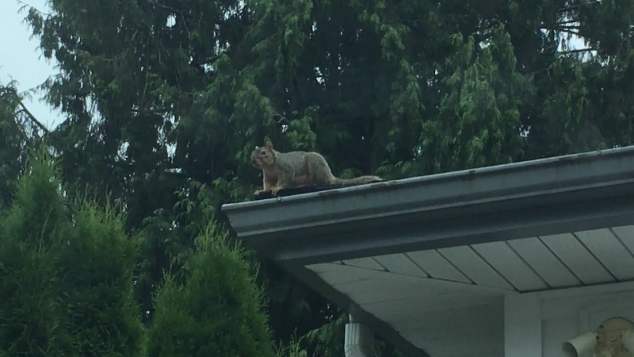 Flashback of stunt squirrel hanging out on Dad's roof one morning! (OWL 0560)