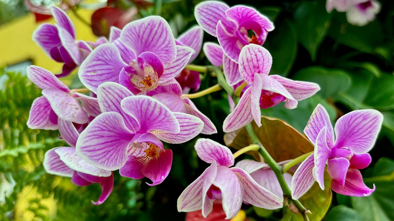 Orchids Extravaganza at Singapore Gardens by the Bay 新加坡兰花盛会2025