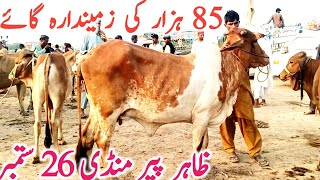 Zahir Pir Cow Mandi Nukri Gulabi Cholistani Khanger Cow | Zahir Pir Mandi || Global Village Farming
