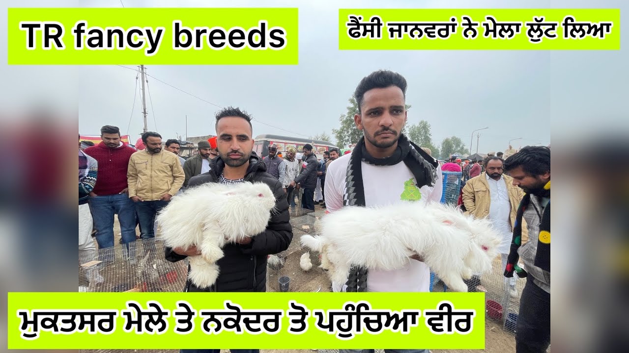 ਸੋਹਣੇ ਸੋਹਣੇ ਫੈਂਸੀ ਜਾਨਵਰ ਬਣੇ ਲੋਕਾਂ ਦੀ ਖਿੱਚ ਦਾ ਕੇਂਦਰ| ਪੂਰੇ ਇੰਡੀਆ ਚ ਹੋਮ ਡਿਲਿਵਰੀ ਕਰਦੇ ਆ ਵੀਰ ਇਹਨਾਂ ਦੀ