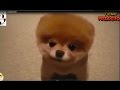 Cute Puppies - Funny Puppies Video Compilation 2017