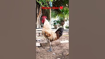 real rooster crowing sound ♥️ morning rooster sounds #shorts #nature #rooster