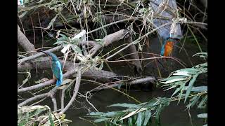 2434#カワセミ#バトル#鶴見川#Kingfisher#battle#20171024#1／2