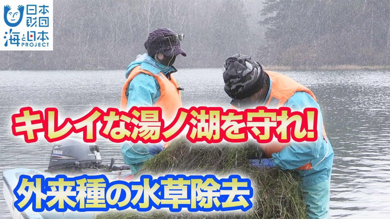 水質悪化防止 奥日光 湯ノ湖で外来種の水草 コカナダモ を除去 日本財団 海と日本project In 栃木県 21 10 Youtube