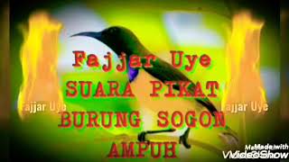 SUARA PIKAT burung sogon & wiceh paling ampuh