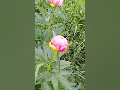 Коралловый пион - YouTube
