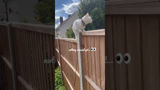 The neighbours’ garden has become suspicious 😅🐾