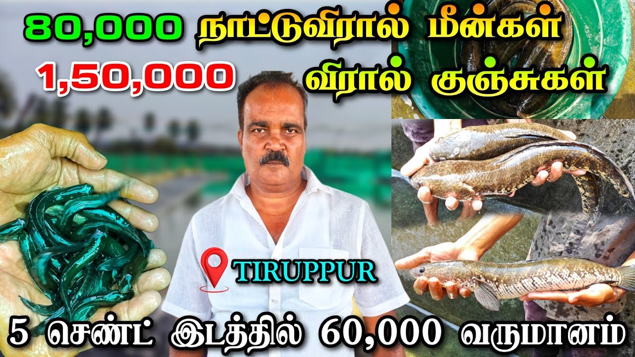 Рыбоводство MuralFish в Тируппуре | На участке в 5 соток можно заработать 60 000 | 150 000 малько...